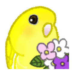 ルチノーのサザナミインコ