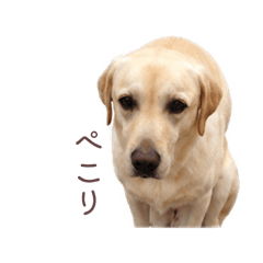 ごろうもこ
