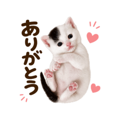 まめポンスタンプ