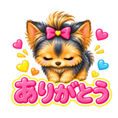 Pop Yorkie Japanese Reactions