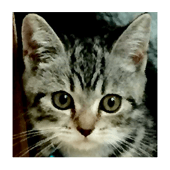 Real cats-British Short Hair