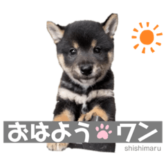 shishimaru 黒柴犬