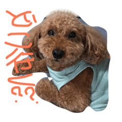 yasukichi  AND  ruwo