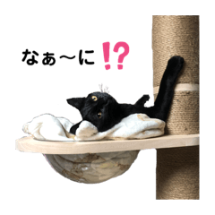 黒犬黒猫スタンプ