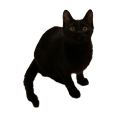 黒三毛猫2