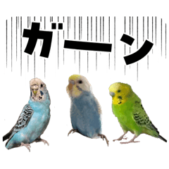 かわいい３羽のインコちゃん