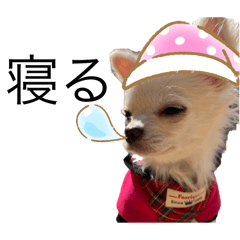 寝る時のスタンプ、チワワなミルキーさん