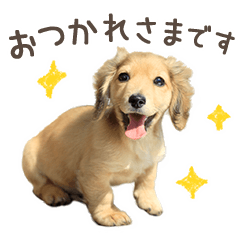 敬語でミニチュアダックスフンドだワン！