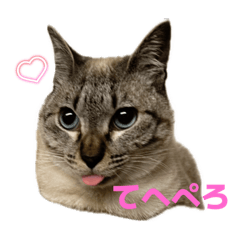 保護猫あいづの日常