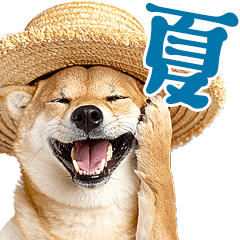 夏わんとも！柴犬サマー（日常）