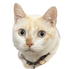 Black Cat HAN-CHIEH With  HAN-YAO