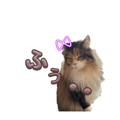 気合いの入らないニャンズたち