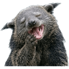 ビントロング　実写