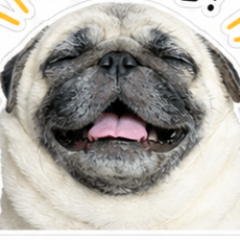 CUTE DOG LOVER LIFE