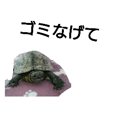 北海道弁 亀