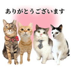 キャットローフの日常