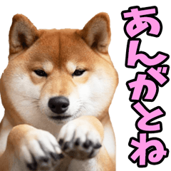 富山弁☆柴犬