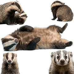 アナグマ　実写