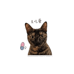 Sassy Tortoiseshell Cat