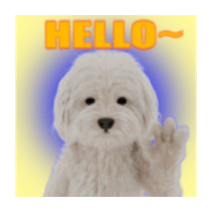ْ犬記録