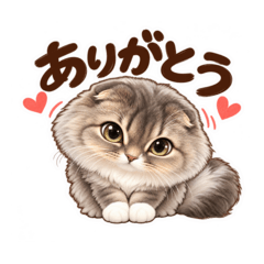 毎日使える猫・スコティッシュフォールド