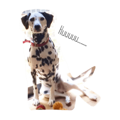 Chaplin the dalmatian