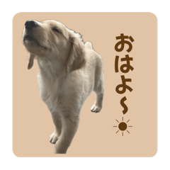 ゴールデンレトリバーな日常