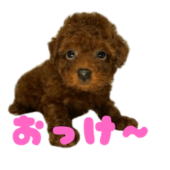 Cute Toypoodle 2025