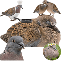 BIG! キジバト　実写