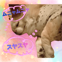 Cute Animal Stickers2000