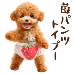 いちごパンツでダンス♪トイプードル