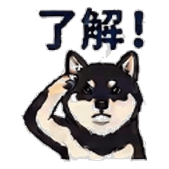 柴犬　くろまる　あいさつ