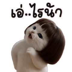 meaww white bob!!!!!!!!