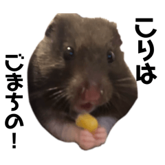 ごまちゃんおしゃべり③
