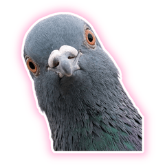 【ふわふわ】鳩３