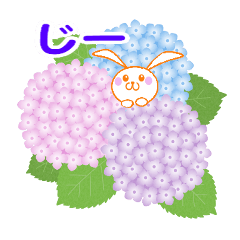 紫陽花と友達
