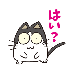 どんちゃん／Don-CAT