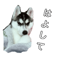 関西ハスキーの日常Part１