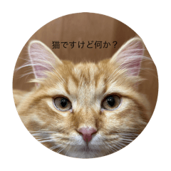 rai(ライ)のスタンプ