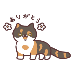 エキゾチックショートヘア　こまちの日常