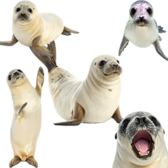 BIG! 赤ちゃんアザラシ　実写