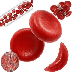 BIG! 赤血球。。