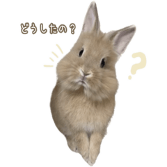 ちいさなうさぎ ノエルの日常スタンプ