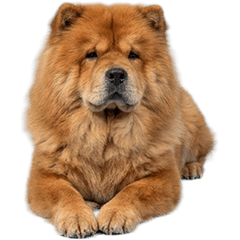 BIG! チャウチャウ　実写