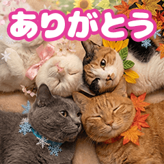 四季ねこ 日常スタンプ