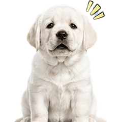 MooToon Funny Labrador V.5