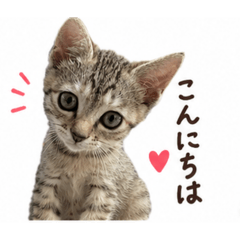 ちびねこ♡毎日つかえるスタンプ