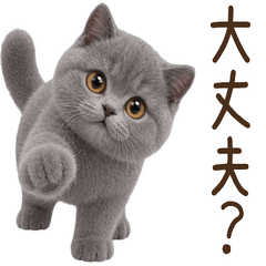 気遣い♪ ブリティッシュショートヘア 子猫
