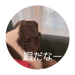 EnglishSpringerSpaniel