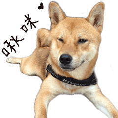 Beware! It's Shiba Inu